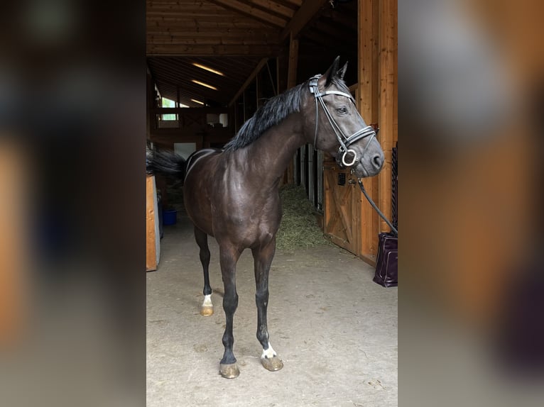 Hannoveranare Valack 5 år 165 cm Svart in Weil