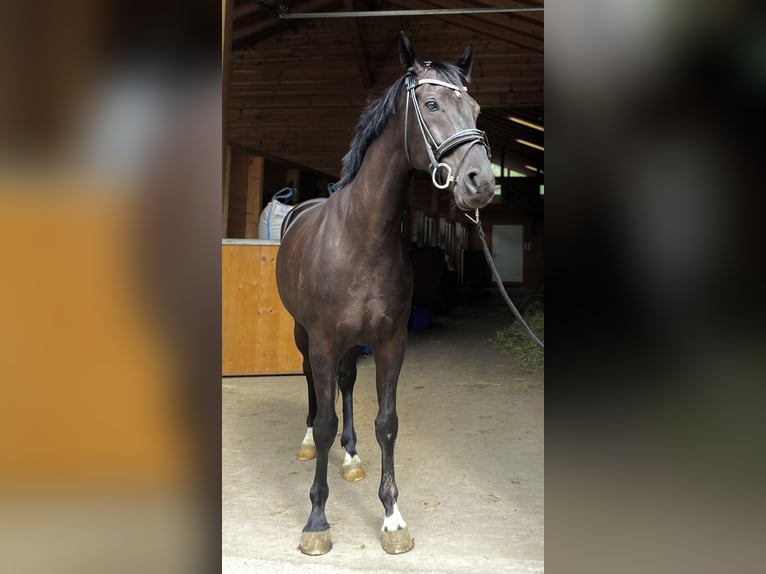 Hannoveranare Valack 5 år 165 cm Svart in Weil