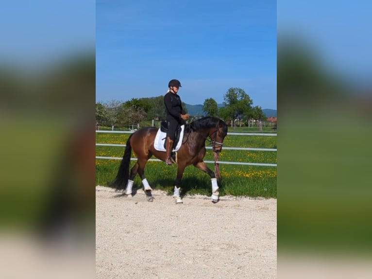 Hannoveranare Valack 5 år 168 cm Brun in Einhausen