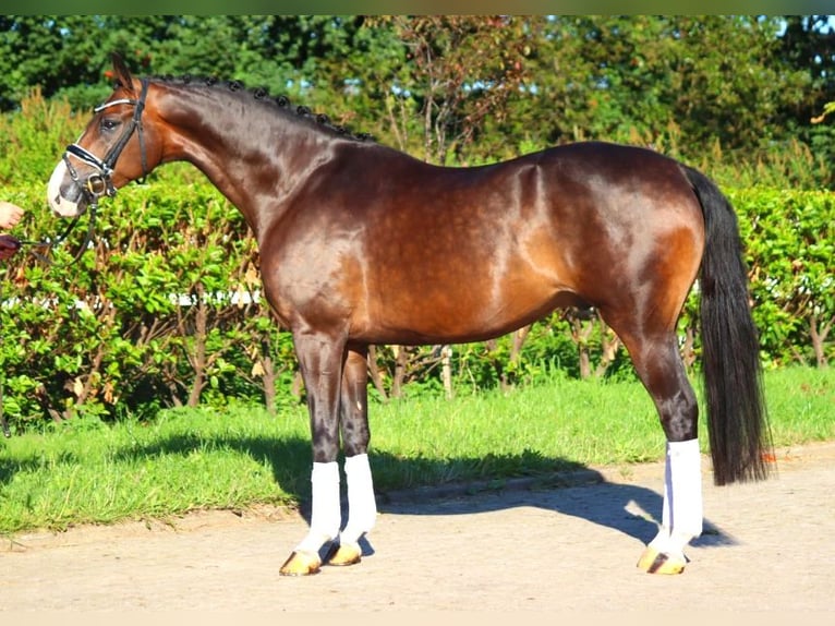 Hannoveranare Valack 5 år 168 cm Brun in Selsingen