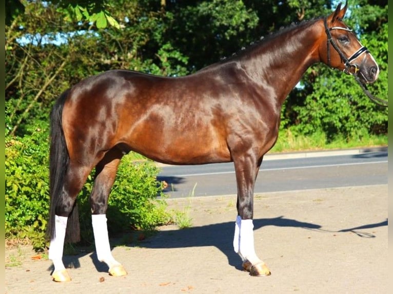 Hannoveranare Valack 5 år 168 cm Brun in Selsingen