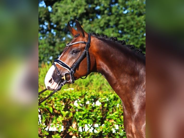 Hannoveranare Valack 5 år 168 cm Brun in Selsingen