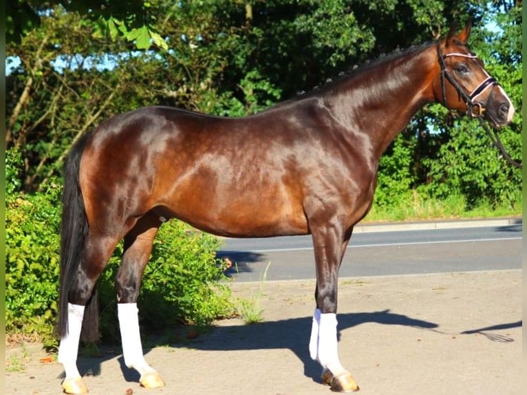 Hannoveranare Valack 5 år 168 cm Brun in Selsingen