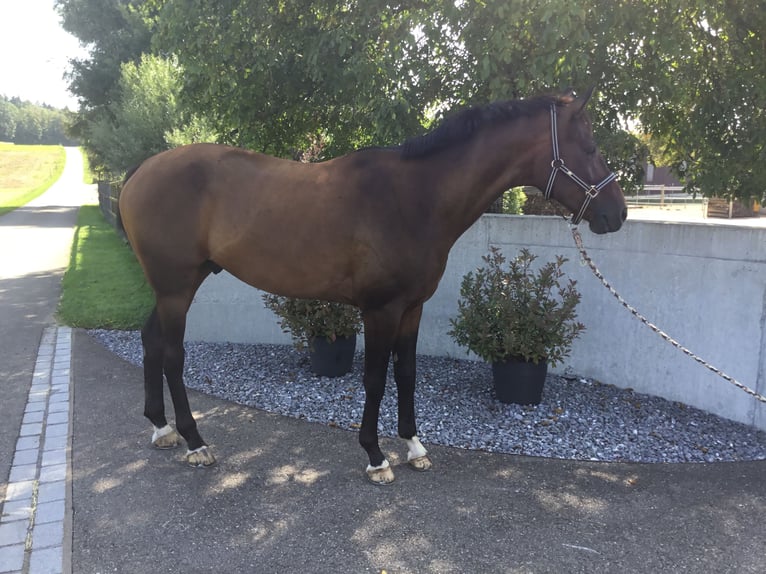 Hannoveranare Valack 5 år 168 cm Brun in Kaltenbach