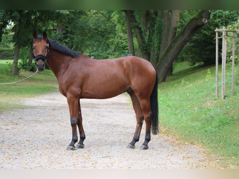 Hannoveranare Valack 5 år 168 cm Brun in Darmstadt