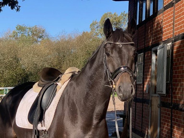 Hannoveranare Valack 5 år 168 cm Rökfärgad svart in Verden (Aller)