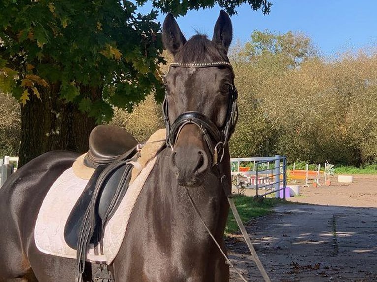 Hannoveranare Valack 5 år 168 cm Rökfärgad svart in Verden (Aller)