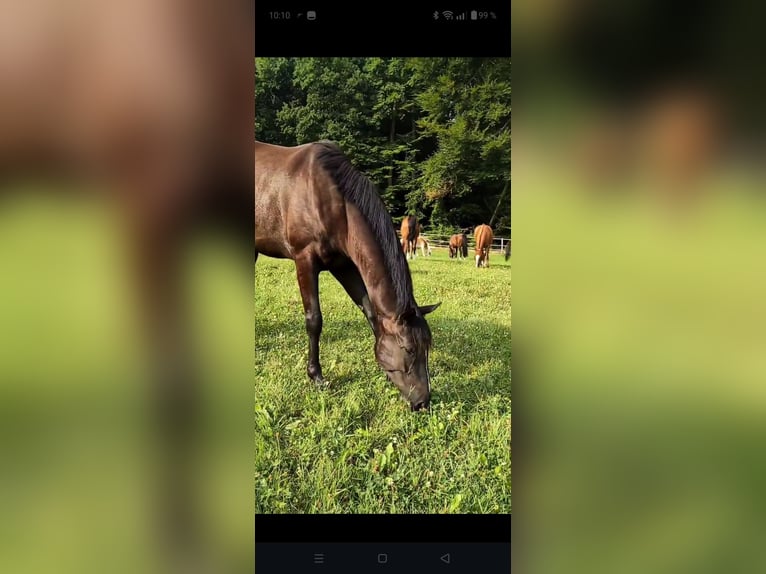 Hannoveranare Valack 5 år 168 cm Svart in Bad Orb