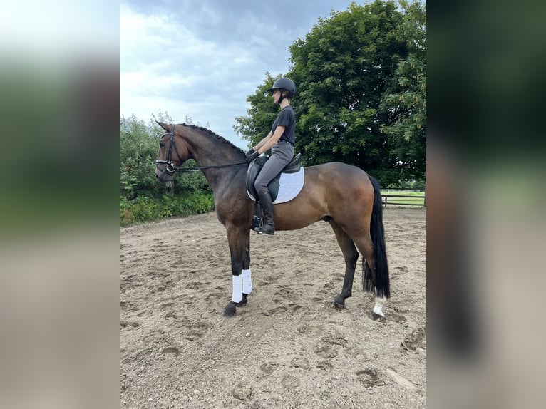 Hannoveranare Valack 5 år 170 cm Brun in Visselhövede