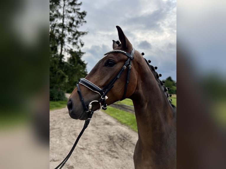 Hannoveranare Valack 5 år 170 cm Brun in Visselhövede