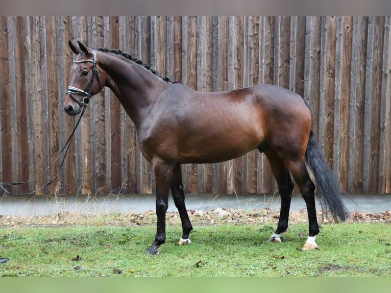 Hannoveranare Valack 5 år 171 cm Mörkbrun in Celle