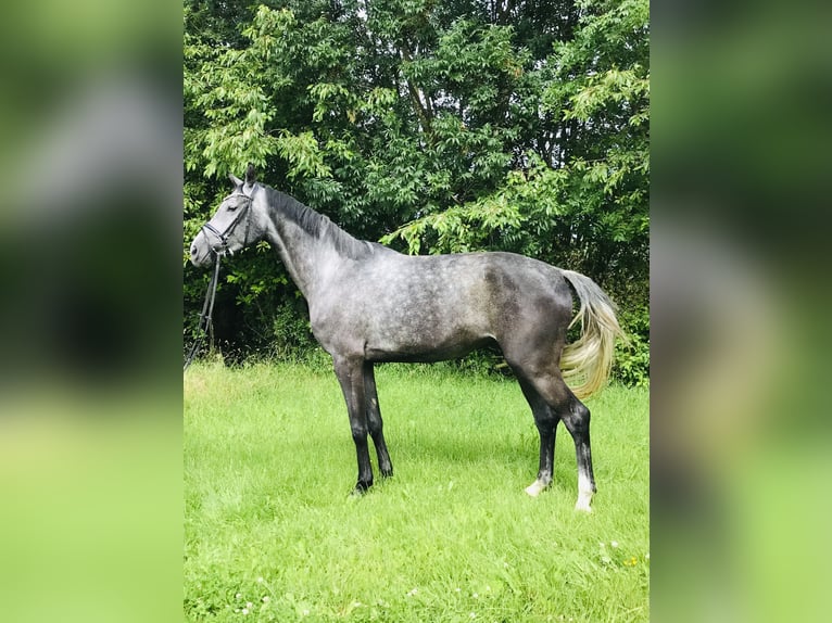 Hannoveranare Valack 5 år 174 cm Grå in Rosdorf