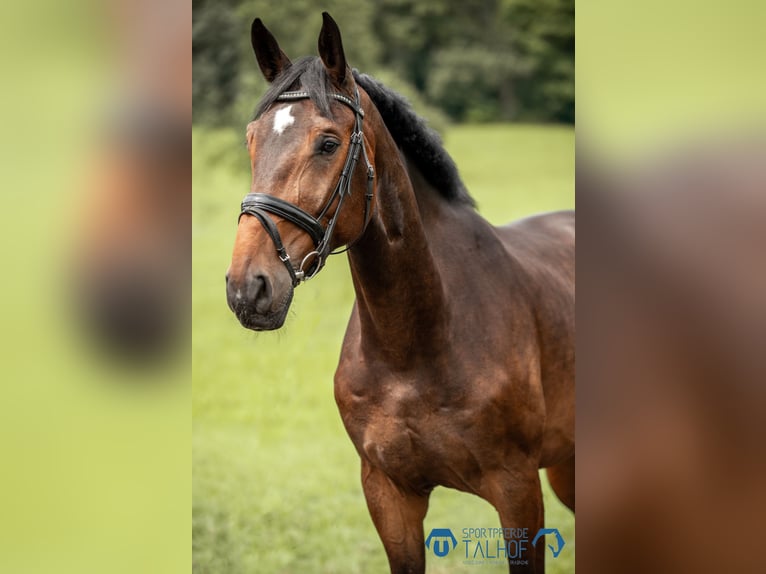 Hannoveranare Valack 5 år 175 cm Brun in Korntal-Münchingen