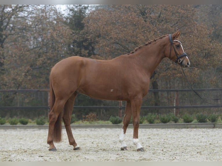 Hannoveranare Valack 5 år 175 cm fux in Sassenberg