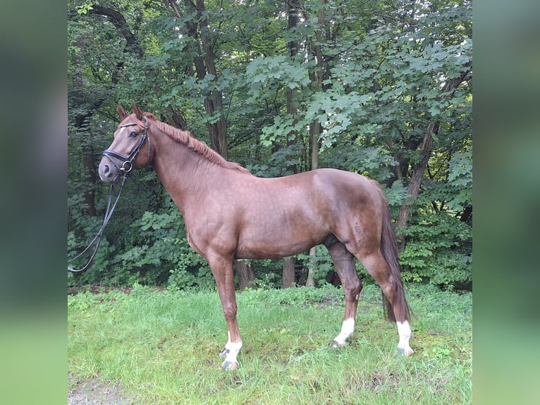 Hannoveranare Valack 6 år 165 cm fux in Bomlitz