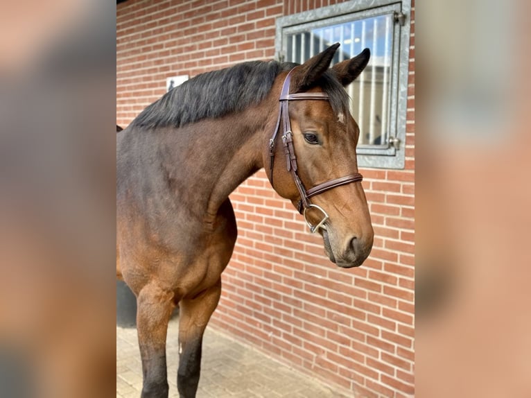 Hannoveranare Valack 6 år 165 cm Mörkbrun in Bladel