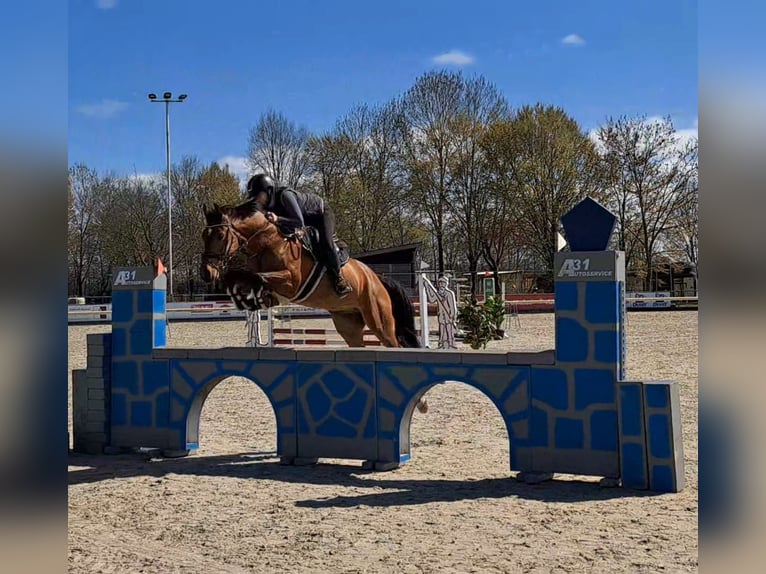 Hannoveranare Valack 6 år 167 cm Brun in Wietmarschen