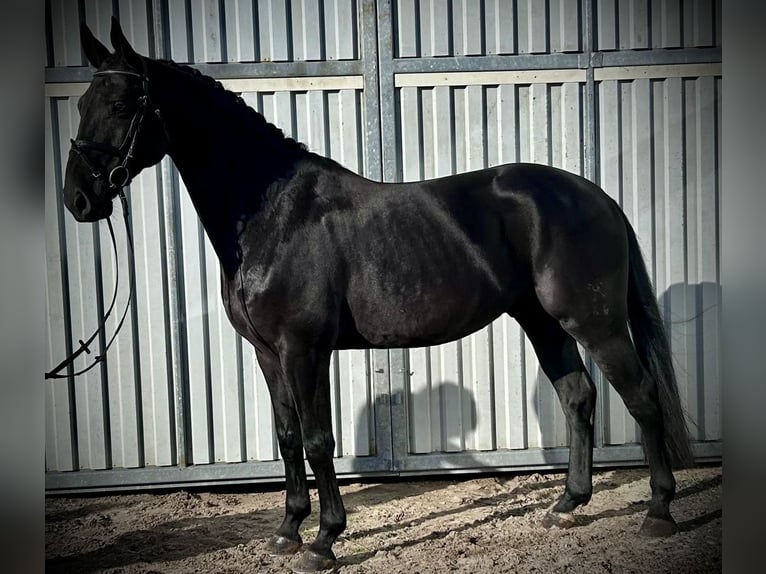 Hannoveranare Valack 6 år 168 cm Svart in Siedenburg