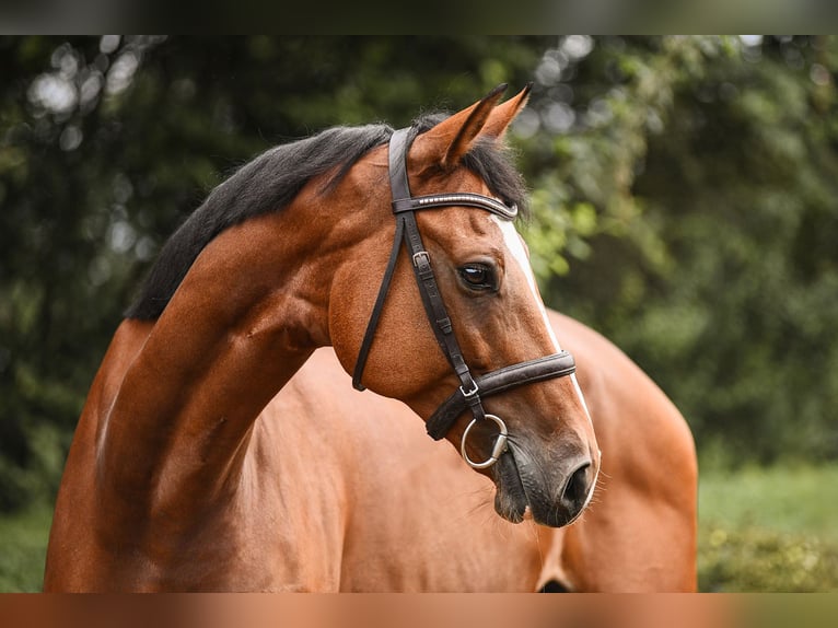 Hannoveranare Valack 6 år 172 cm Brun in Riedstadt