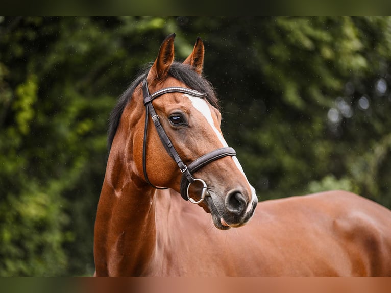 Hannoveranare Valack 6 år 172 cm Brun in Riedstadt