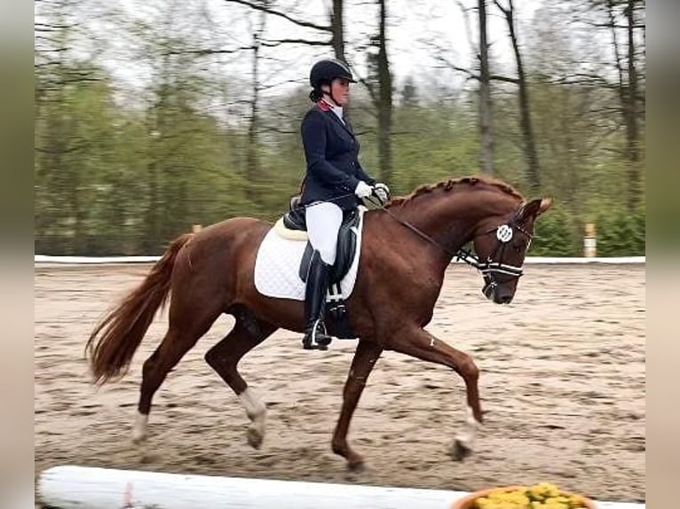 Hannoveranare Valack 6 år 172 cm fux in Barenburg