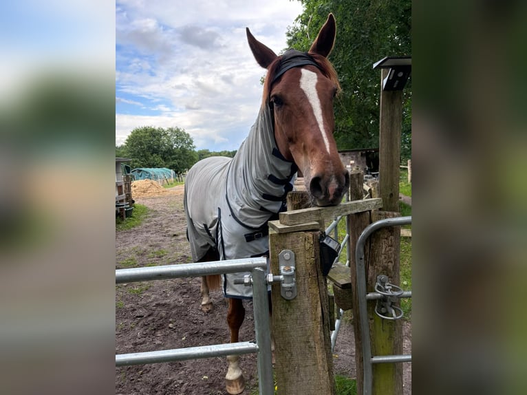 Hannoveranare Valack 6 år 174 cm fux in Lüneburg