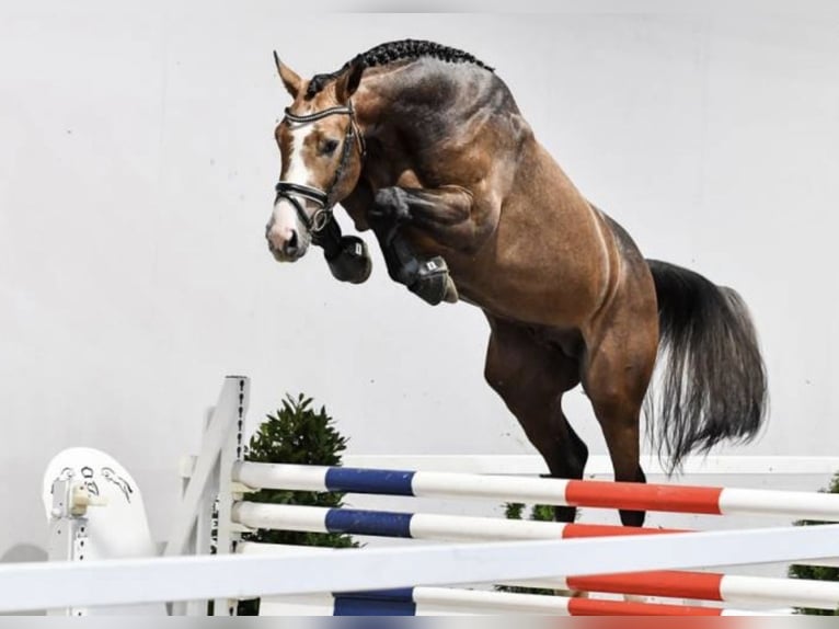 Hannoveranare Valack 6 år 174 cm Grå in Singen