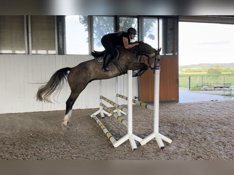 Hannoveranare Valack 6 år 174 cm Grå in Singen