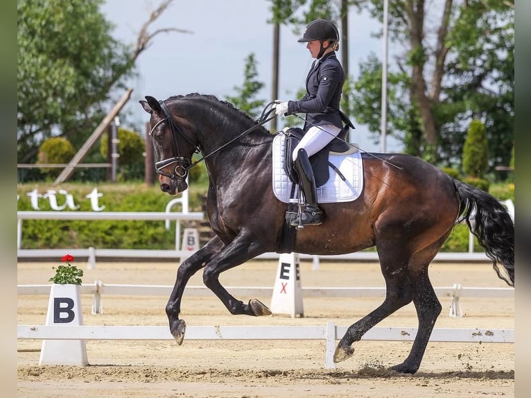 Hannoveranare Valack 6 år 178 cm Mörkbrun in Vettweiß