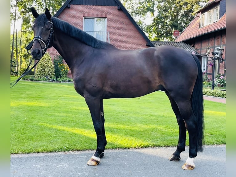 Hannoveranare Valack 6 år 178 cm Rökfärgad svart in Milte Warendorf