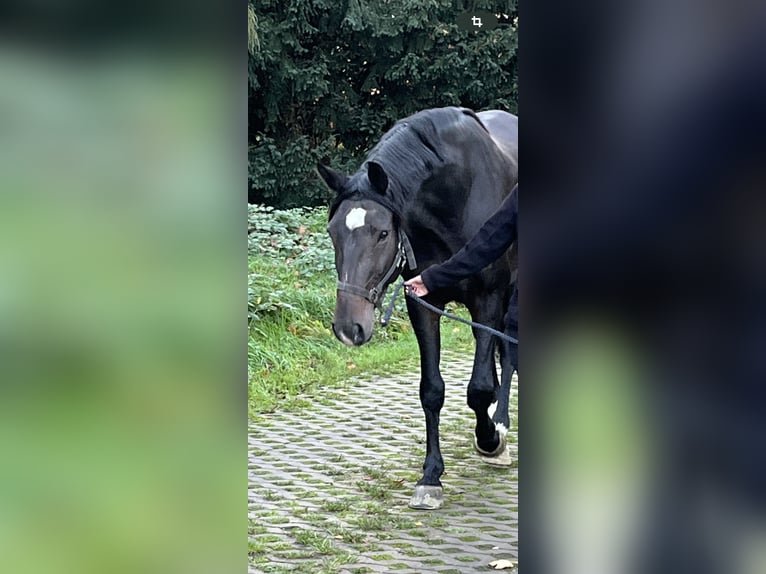 Hannoveranare Valack 7 år 165 cm Rökfärgad svart in Hamm