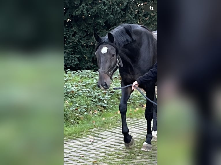 Hannoveranare Valack 7 år 165 cm Rökfärgad svart in Hamm