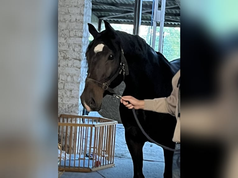 Hannoveranare Valack 7 år 165 cm Rökfärgad svart in Hamm