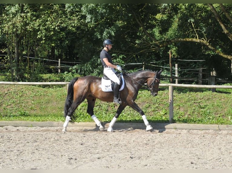 Hannoveranare Valack 7 år 168 cm Brun in Wellheim