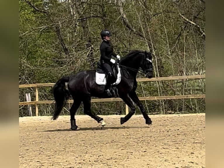 Hannoveranare Valack 8 år 166 cm Svart in Sauensiek