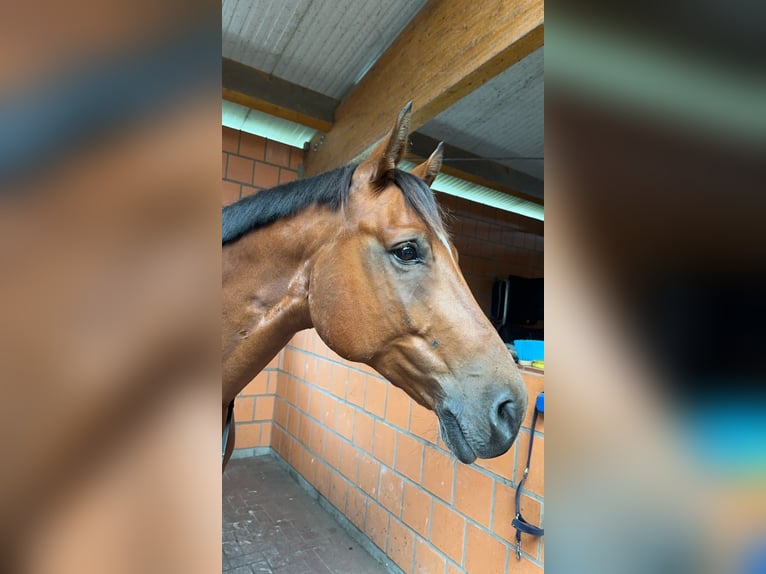 Hannoveranare Valack 9 år 167 cm Brun in Scharnebeck