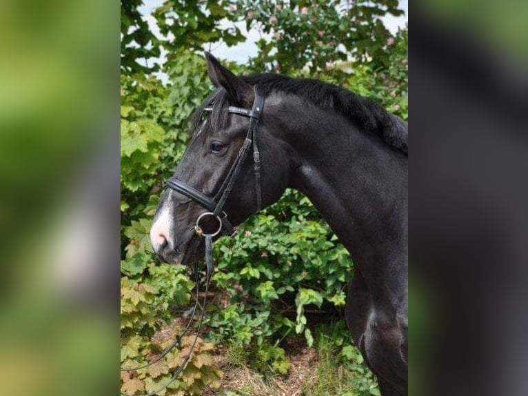 Hannoveranare Valack 9 år 167 cm Svart in Benken SG