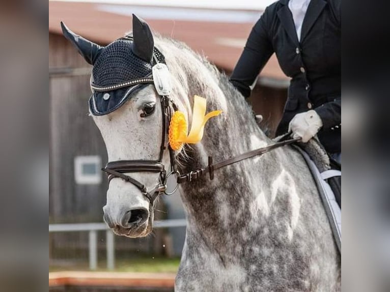 Hannoveranare Valack 9 år 170 cm Gråskimmel in Rottweil