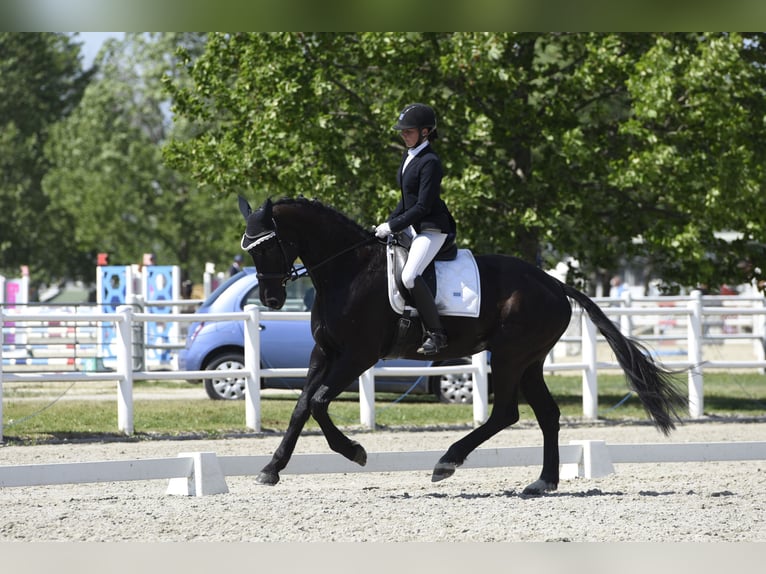 Hannoveranare Valack 9 år 173 cm Svart in Wien, Leopoldstadt