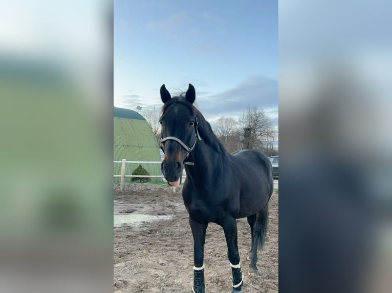 Hannoveraner Hengst 10 Jahre 167 cm Schwarzbrauner in Hamburg Niendorf