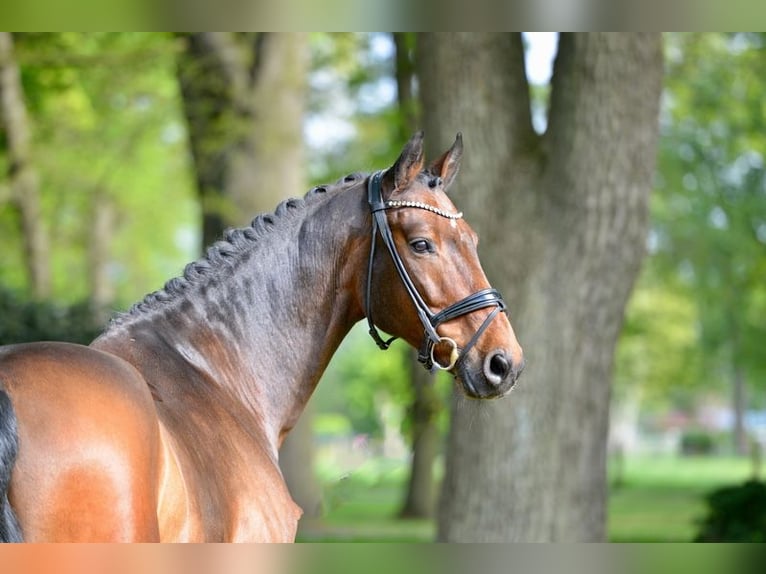 Hannoveraner Hengst 11 Jahre 170 cm Brauner in Herzlake