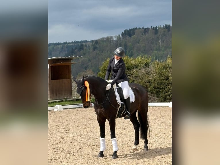 Hannoveraner Hengst 11 Jahre 174 cm Dunkelbrauner in Freiburg im Breisgau