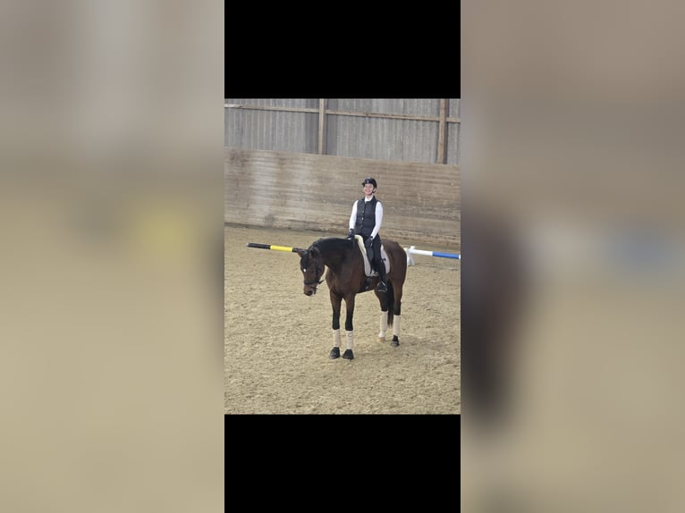 Hannoveraner Hengst 14 Jahre 180 cm Brauner in Allswil