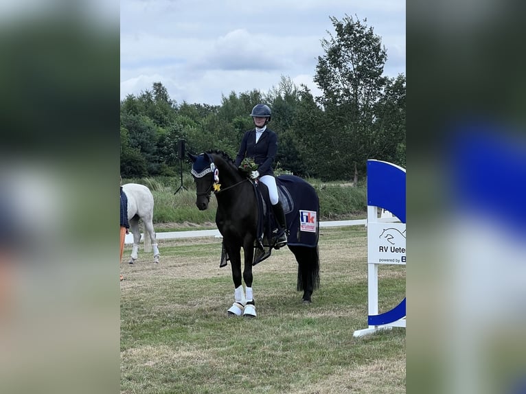 Hannoveraner Hengst 15 Jahre 163 cm Dunkelbrauner in Bevern