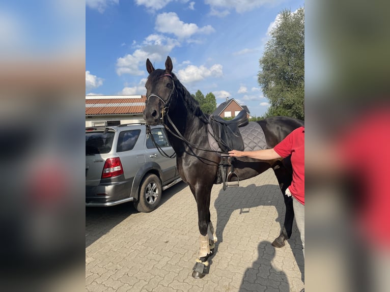 Hannoveraner Hengst 15 Jahre 163 cm Dunkelbrauner in Bevern