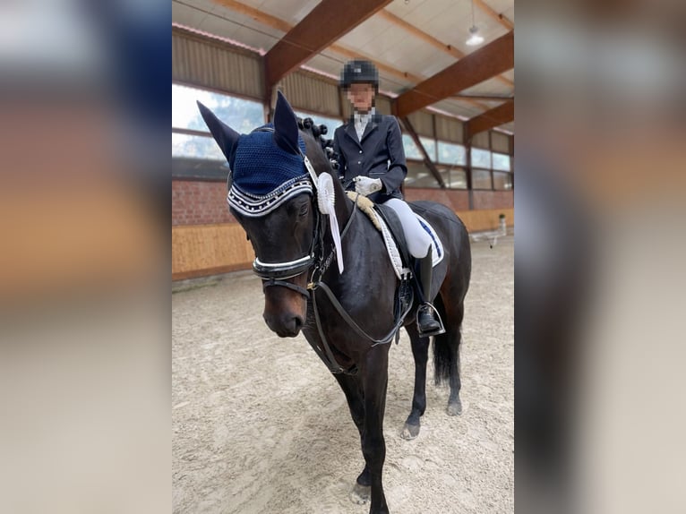 Hannoveraner Hengst 15 Jahre 163 cm Dunkelbrauner in Bevern