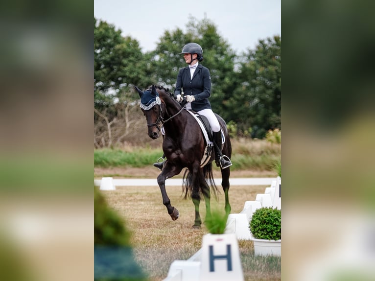 Hannoveraner Hengst 15 Jahre 163 cm Dunkelbrauner in Bevern