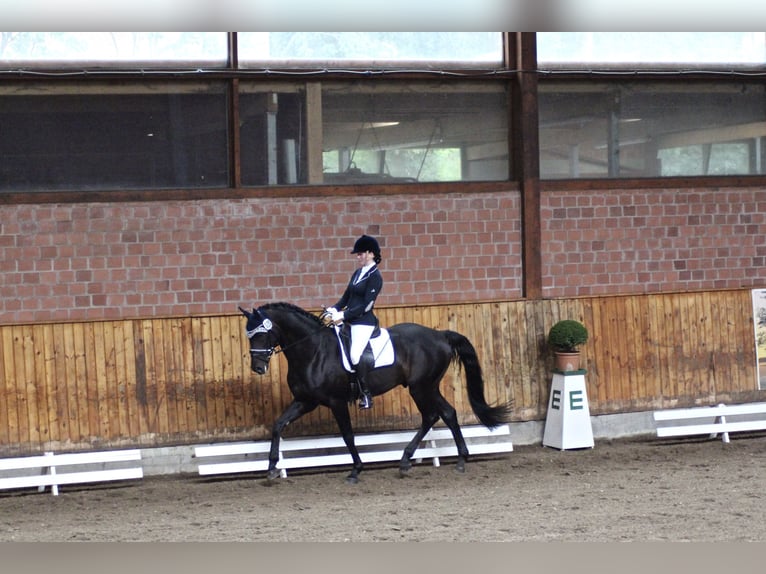 Hannoveraner Hengst 15 Jahre 163 cm Dunkelbrauner in Bevern