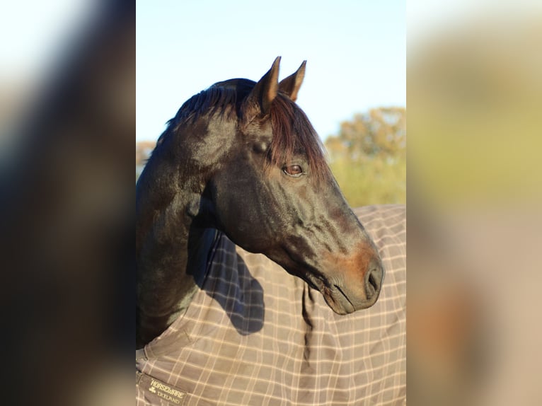 Hannoveraner Hengst 15 Jahre 163 cm Dunkelbrauner in Bevern