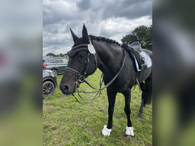 Hannoveraner Hengst 15 Jahre 163 cm Dunkelbrauner in Bevern